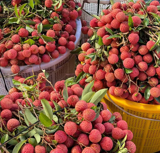 深圳海關(guān)助力荔枝搶“鮮”出口到國外