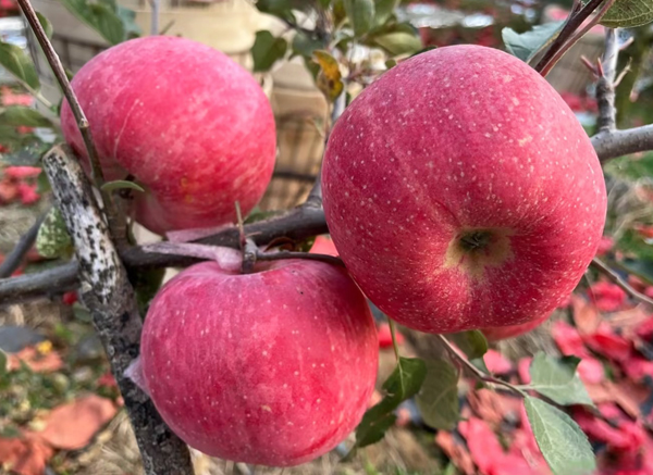 蘋果出口到香港的報關資料及流程介紹